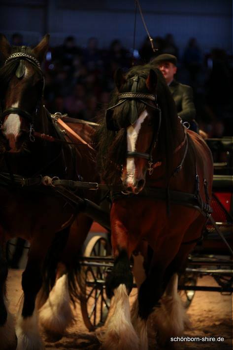 Shire Horse Kutsche